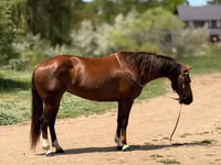 Jument, Quarter Horse — photo 7
