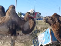 雌ラクダ, Kazakh Bactrian camel — 写真 2