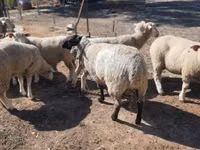 Widder, Ile-de-France sheep — Foto 4