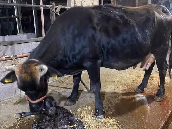 Vaca, Raza Alatau