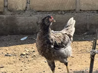 أميروكانا — الصورة 5