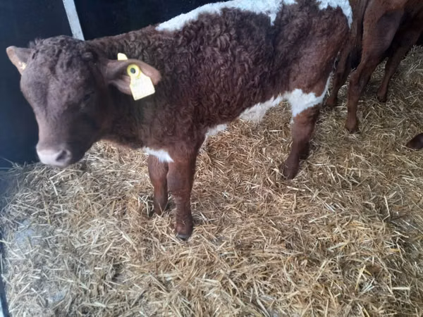 Banteng, Limousin cow