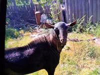 Billy Goat, Murcia-Granada goats — photo 2