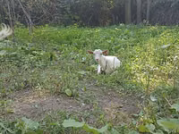 Goat, Orenburg goat — photo 1