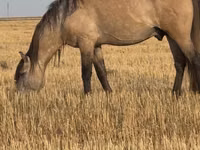Cheval, Bashkir horse — photo 4