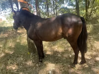 Caballo, Indian half-bred — foto 1