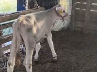 Bulle, Swiss cattle — Foto 4