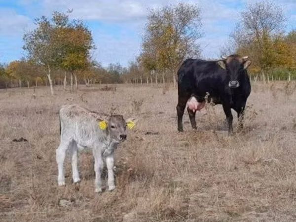 母牛, Brown Carpathian breed