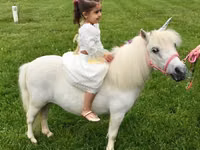 घोड़ी, Miniature horse — फ़ोटो 7