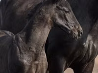 Caballo, Trakehner — foto 4