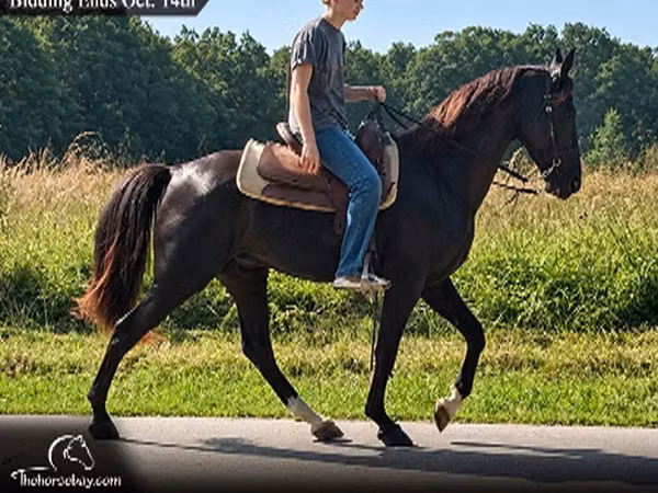 Caballo, Tennessee Walking Horse