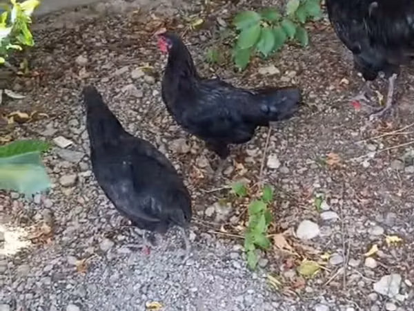 Chickens