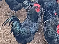 Australorp — foto 1