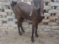 Cabra, Najdi goat — foto 1