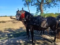 Jument, Chevaux — photo 2