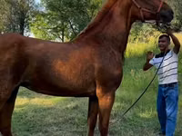 Yegua, Skyros Pony — foto 1