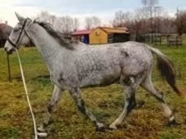 Caballo, Oldenburg horse