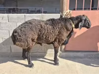 Domba jantan, Hissar sheep — foto 2