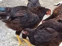 Rhode Island Red — photo 2