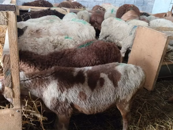 Sheep, Sheep