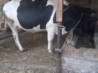 Kuh, Russian Black pied cattle — Foto 6