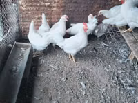 Leghorn — photo 2