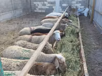 Sheep, Sheep — photo 4