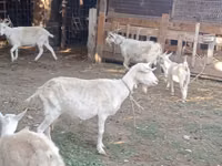 Chèvre, Dutch Landrace goats — photo 7