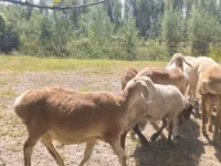雄羊, Afghan Arabi sheep — 写真 2