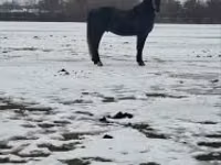 Hengst, Lipizzaner — Foto 1