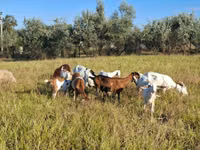 Cabra, Nubian Goat — foto 3