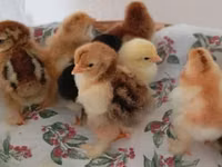 Chickens — الصورة 6