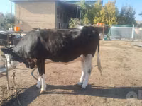 Cow, Russian Black pied cattle — photo 7