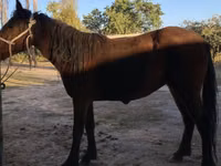 Kuda jantan, Tatar horse — foto 2