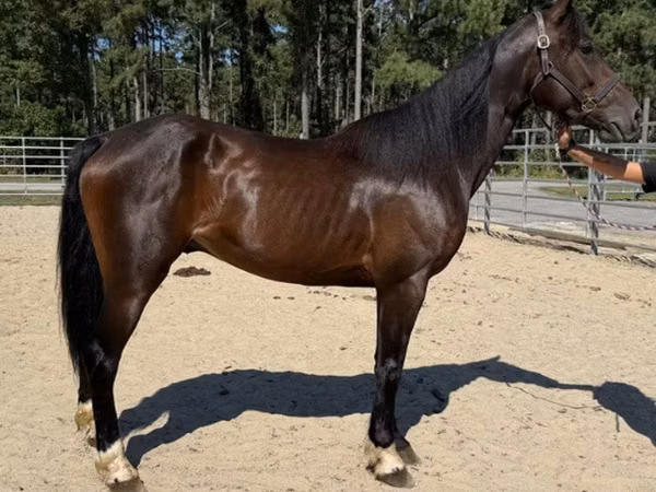 Cheval, Morgan