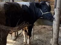 Taureau, Russian Black pied cattle — photo 6