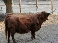 بقرة, Highland — الصورة 3