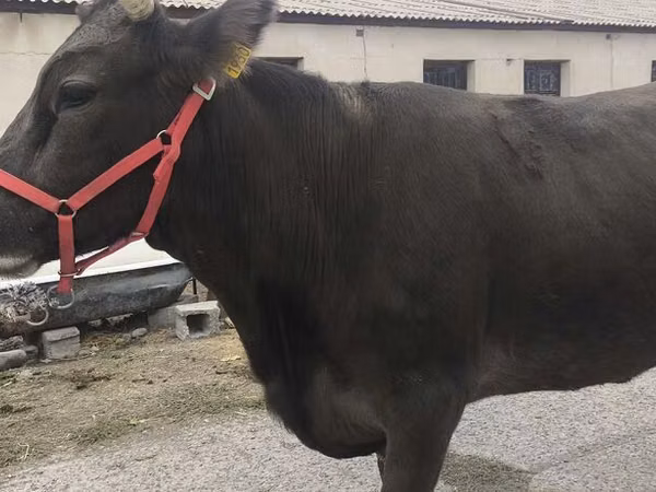 Vaca, Raza Alatau
