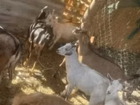 Kambing betina, Goats — foto 4