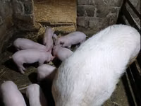 Babi jantan — foto 1