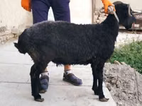 Brebis, Arabi sheep — photo 2
