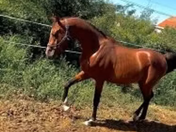 Hengst, Arabian horse