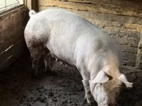 Babi betina — foto 5