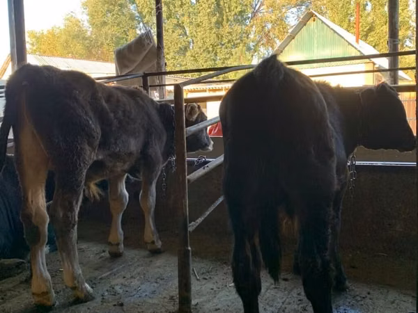 Toro, Raza Alatau