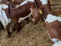 Banteng, Simmental cattle — foto 3