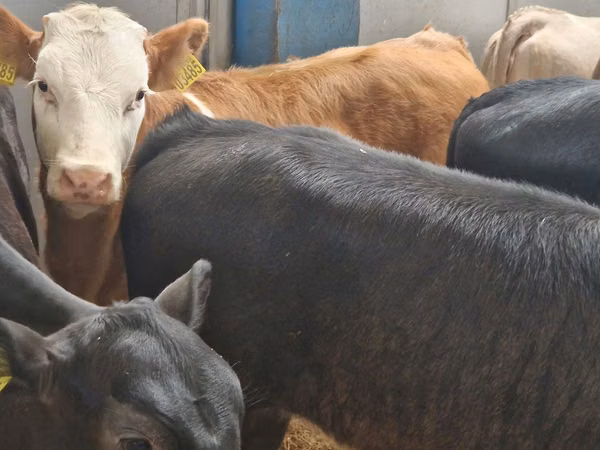 牛只（批次，未指定性别）, Cattle