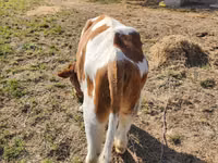 雄牛, Simmental cattle — 写真 2