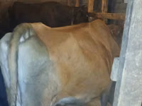 بقرة, الياك البري — الصورة 3