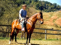 Kuda jantan, Tennessee Walking Horse — foto 2