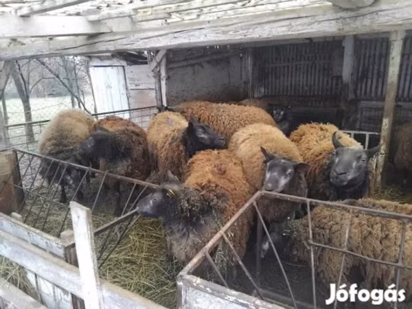 Sheep, Texel sheep